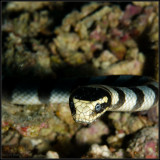 Sea snake 2