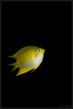 Yellow Damsel fish