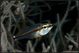 Transparent fish