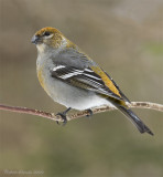 Durbec des sapins -- _MG_5370 -- Pine Grosbeak