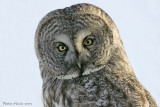 Chouette lapone --- _Z0U0562 --- Great Gray Owl