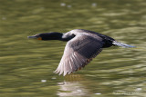 Cormoran  aigrettes -- _E0K5599 -- Double-crested Cormorant