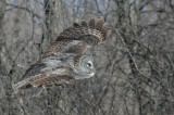 Chouette lapone -- _Z0U0310 -- Great Gray Owl