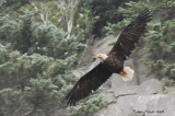 Pygargue  tte blanche - _E0K8137 - Bald Eagle