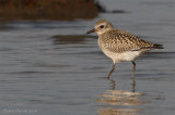 Pluvier bronz -- _E0K4676 -- American Golden Plover