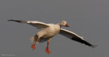 Oie blanche -- _E0K0500 -- Snow Goose