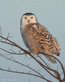 Harfang des neiges -- _E0K3541 -- Snowy Owl