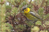 Paruline tigrée -- _E0K1468 -- Cape May Warbler