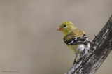 Chardonneret jaune // American Goldfinch