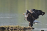 Pygargue à tête blanche -- Bald Eagle -- _E0K3076
