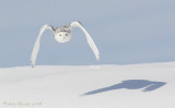 Harfang des neiges - _E0K2134 - Snowy Owl