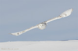 Harfang des neiges --- _E0K2131 --- Snowy Owl