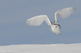 Harfang des neiges --- _E0k2130 --- Snowy Owl
