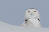 Harfang des neiges --- _E0K2085 --- Snowy Owl