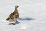 Perdrix grise -- _E0K2402 -- Gray Partridge