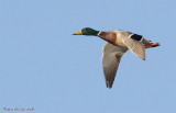 Canard colvert -- _E0K4126 -- Mallard Duck