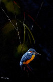 Small Blue Kingfisher-oil