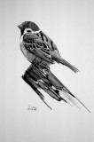 Tree Sparrow-p.jpg