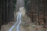 Forest Road