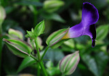 small blue purple flower.jpg