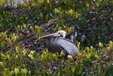 Pelican