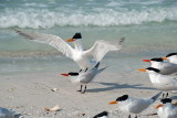 Yeehaw, Hold Out for  8 Seconds Heathcliff - Royal Terns