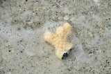 Seriotopora Coral (I think)