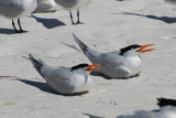Two Terns.jpg