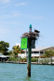 Osprey nest