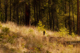 Forest Filtered Light.jpg
