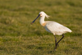 Spoonbill