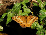 Variegated Fritillary