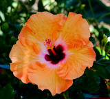 Apricot Hibiscus