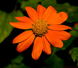 Orange Flower