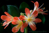 Clivia