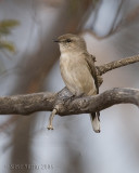 Jacky Winter (Microeca fascinans assimilis)