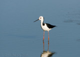 Pied Stilt (Himantopus leucocephalus)