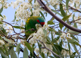 Musk Lorikeet (Glossopsitta concinna)