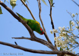 Musk Lorikeet (Glossopsitta concinna)