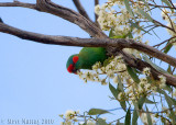 Musk Lorikeet (Glossopsitta concinna)