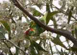 Musk Lorikeet (Glossopsitta concinna)