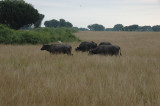 African buffalo 1