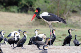 stork and cormorants