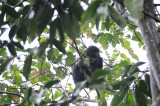 grey cheek monkey