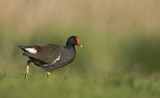 Moorhen/Waterhoen 44