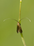 Nemophora cupriacella 10