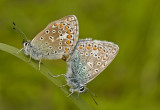 Common blue/Icarusblauwtje 14