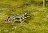 Green frog/Groene kikker 3