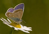 Common blue/Icarusblauwtje 27