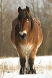 Draft horse/Trekpaard 2